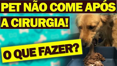 CACHORRO VOMITANDO E SEM FOME DEPOIS DA CIRURGIA O QUE FAZER Dicas