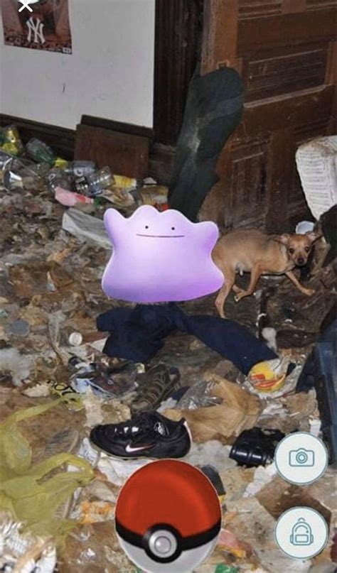 Finally Found A Ditto R Pokemongo