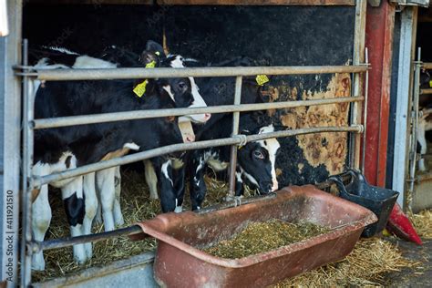 Calf Care Dairy Farm Management And Calf Feeding Feeding Roughage And