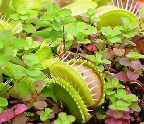 Droseraceae Carnivorous Plants Sundews And Pitcher Plants Britannica