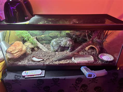 My leopard geckos new tank setup : r/LeopardGecko