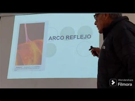 Neurofisiología Arco Reflejo YouTube