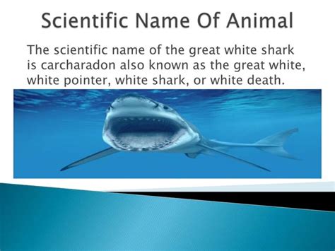 Great White Sharks Project Ppt