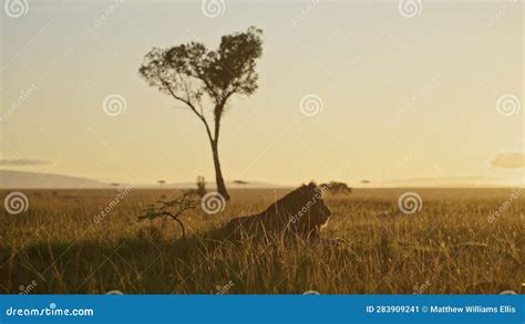 Male Lion In Beautiful Light African Wildlife Animal In Savanna Long