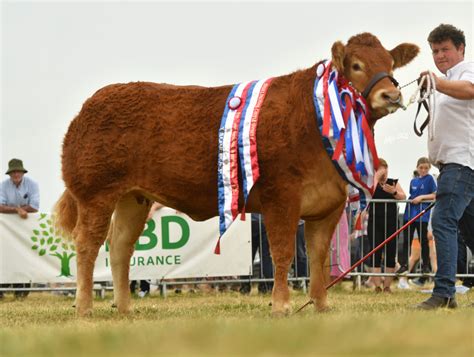 Glenford Royalty shines at Irish Pedigree Breeders Council Awards