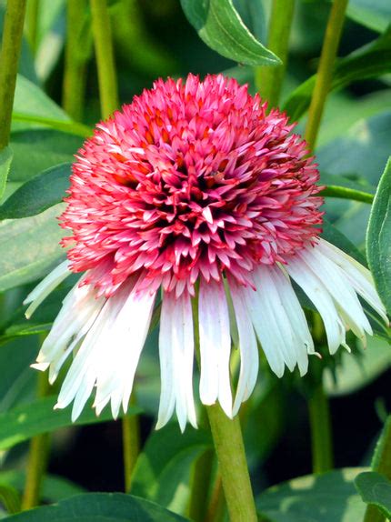 Echinacea bare roots — Buy coneflowers online at DutchGrown™