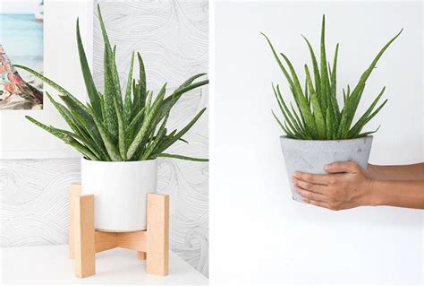 15 plantas para banheiro que vivem bem no espaço ARTEX