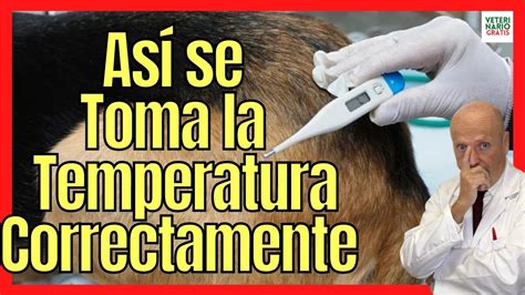 C Mo Tomar La Temperatura A Un Perro Adulto En Casa Como Saber Si