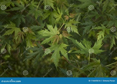 Acer saccharinum foliage stock photo. Image of plant - 116645616