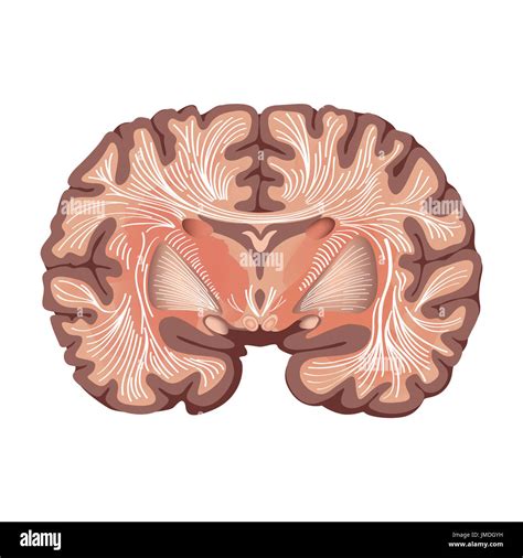 L Anatomie Du Cerveau Cerveau Montrant Les Noyaux Gris Centraux Et Des