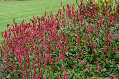 Persicaria Affinis Superba Ballyrobert Gardens