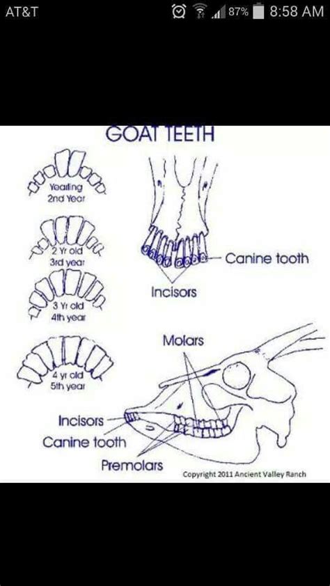 Goat Teeth Age Chart