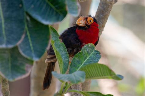 A Double Toothed Barbet Lybius Bidentatus In Rainforest Tree Looking