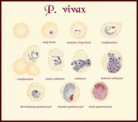 Plasmodium Vivax Diagram