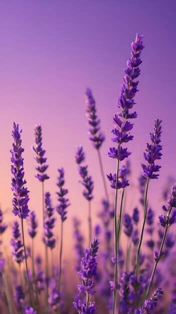 Premium AI Image | Lavender purple gradient background