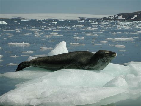 The Most Important Seal Species In The Arctic And Antarctic Seaice