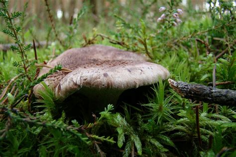 Sarniak sinostopy kolczakówka sinostopa Atlas Grzybów