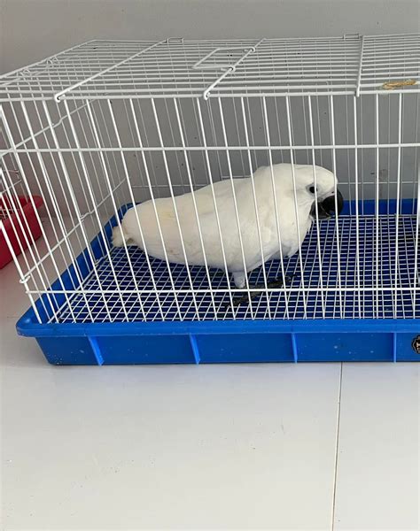 Baby Umbrella Cockatoo For Sale