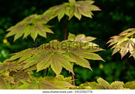 Japanese Maple Acer Japonicum Leaves On Stock Photo 1412502776 ...