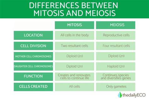 Difference Between Mitosis And Meiosis In Cell Division Explanation