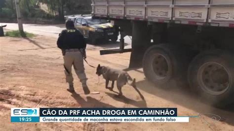 Cão farejador encontra mais de uma tonelada de maconha escondida em