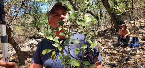 Texas Oak Tree Thought To Be Extinct Discovered In Big Bend National