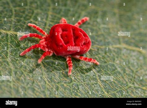 Red velvet mite Stock Photo - Alamy