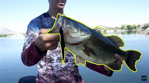 Arizona Bass Fishing Swimbaits For Big Bass Bass Manager The Best