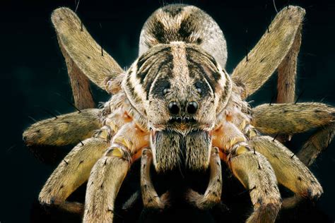 Wolf Spiders Close Up