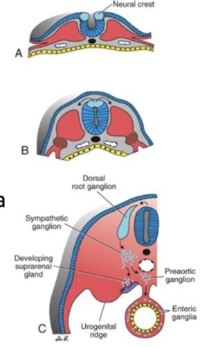 ch.13 - nervous system anatomy Flashcards | Quizlet