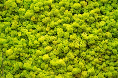 Reindeer Moss Wall A Green Wall Decoration Made Of Reindeer Lichen