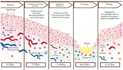 Mucositis Pathophysiology