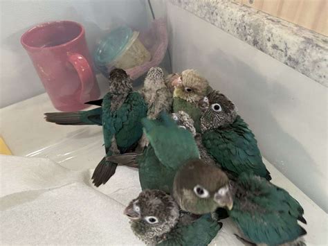 Baby Turquoise Green Cheek Conure