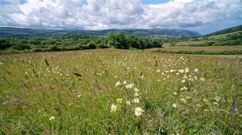 Wild flowers in Britain | National Trust