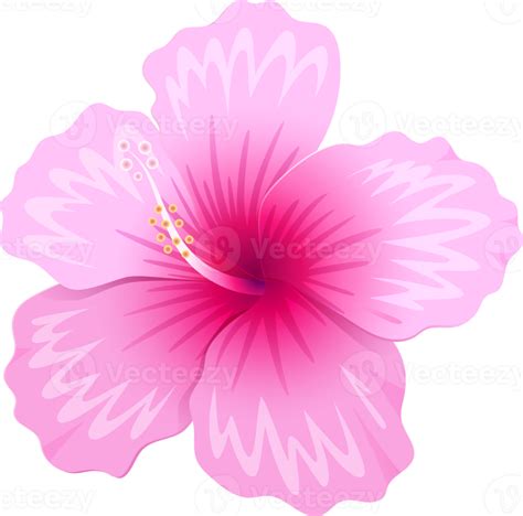 Ilustración De Flores De Hibisco 19046254 Png