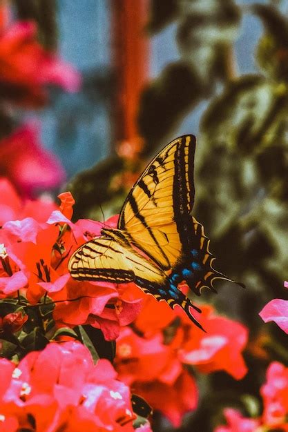 Premium Photo | Colorful flowers attract butterflies pollinators that ...