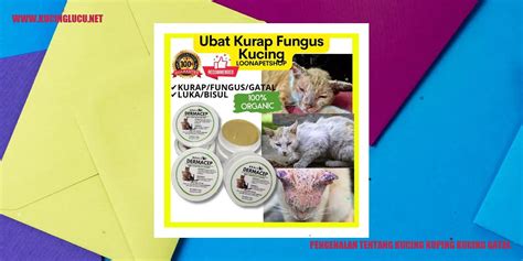 Kuping Kucing Gatal Penyebab Gejala Dan Cara Mengatasinya Kucing