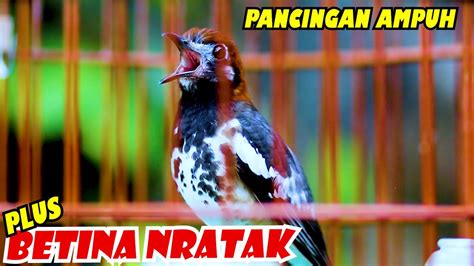 Anis Kembang Ngeplong Dan Suara Betina Nritik Pancingan Anis Kembang