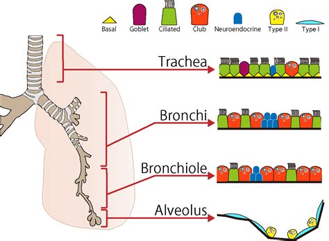 Lung Development