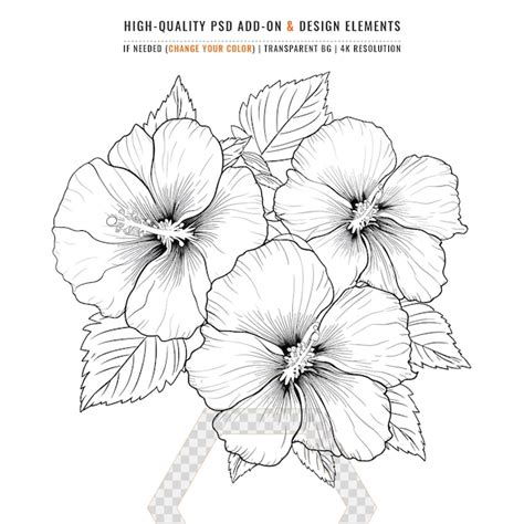 Rose Of Sharon Flower Coloring Page With Line Art Stroke Of Black And