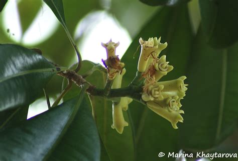Trees of Tropical Asia - Syzygium aromaticum