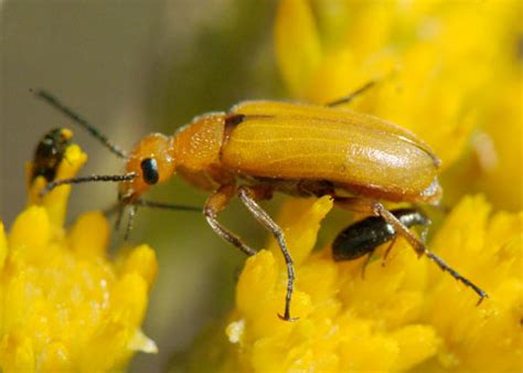 Blister Beetle Nemognatha Sp