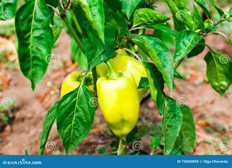 New Fresh Pepper Crop Stock Photo Image Of Botanical 75000890