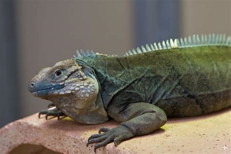 Iguana San Diego Zoo Animals And Plants