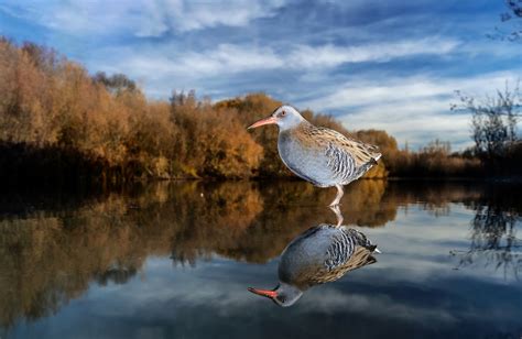 Bird Photographer of the Year Awards Features the Best Bird Photography