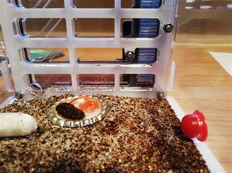 My Lasius Niger ant colony has shrunk, there were 13 ants originally