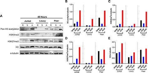 Frontiers Adipocyte Mediated Epigenomic Instability In Human T ALL