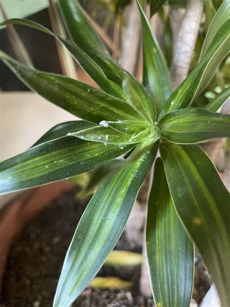 Dracaena Leaves Are Slowly Falling Off These Are The Pests We Have