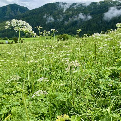 Doldenbl Tler In Bergfettwiesen Botanik Exkursionen