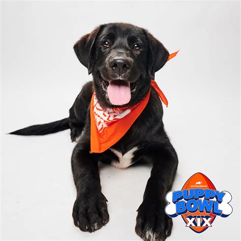 The 2023 Puppy Bowl Is Here! Meet the (Cute) Competitors and Learn How ...